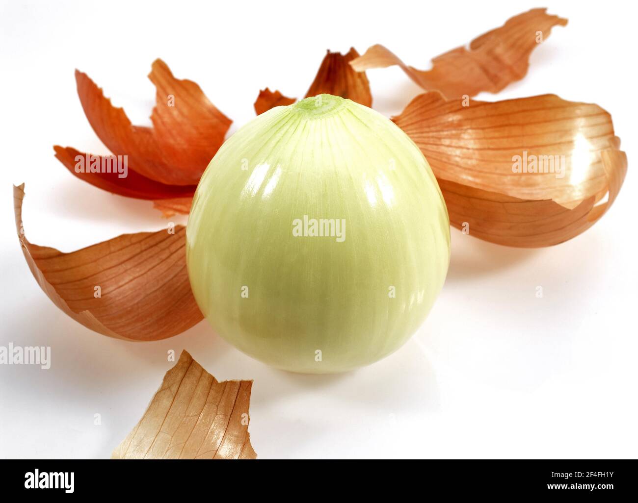 Onion, Common onions (allium cepa), Leek family, ONION Exemption Stock