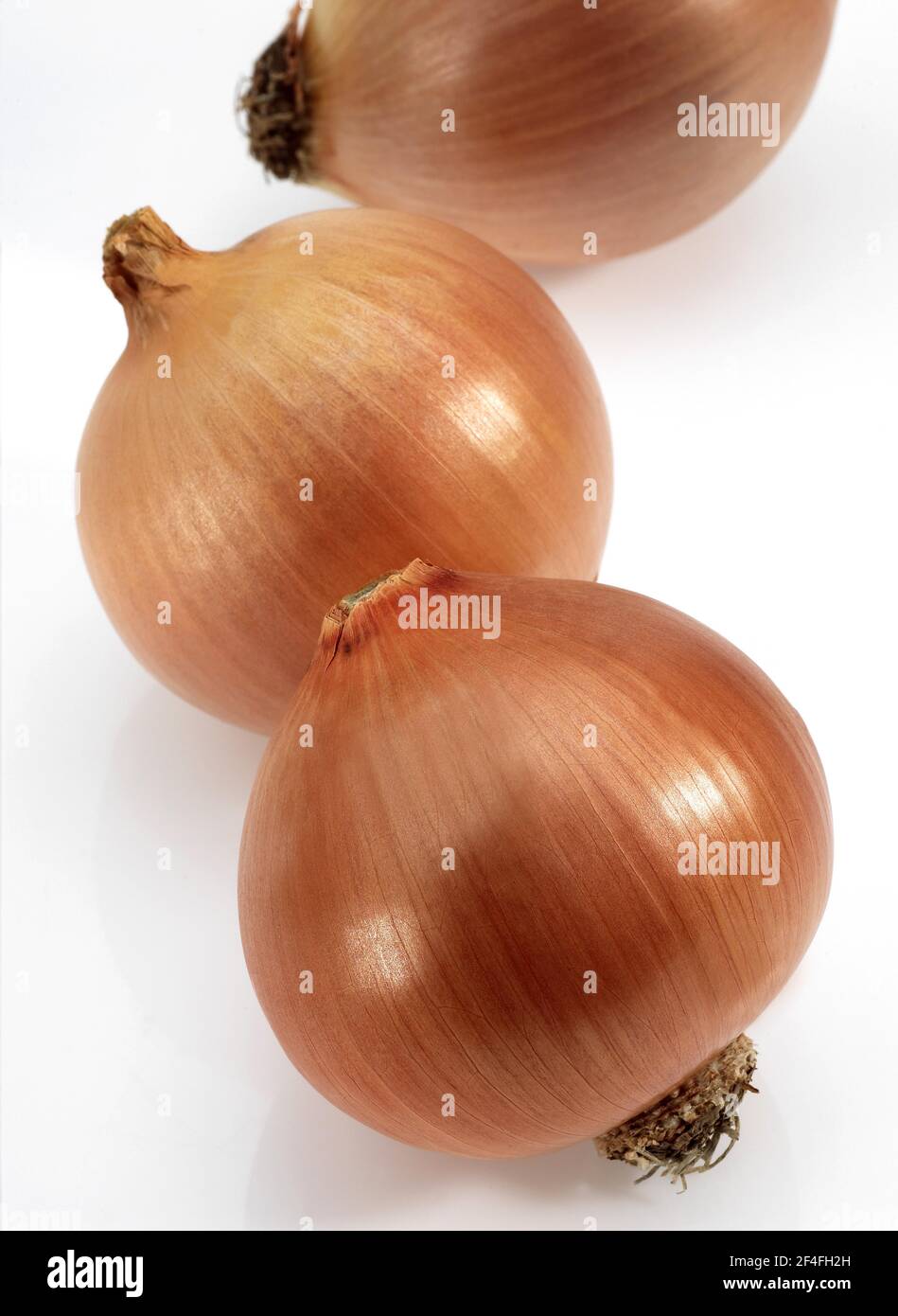Onion, Common onions (allium cepa), Leek family, ONION Exemption Stock