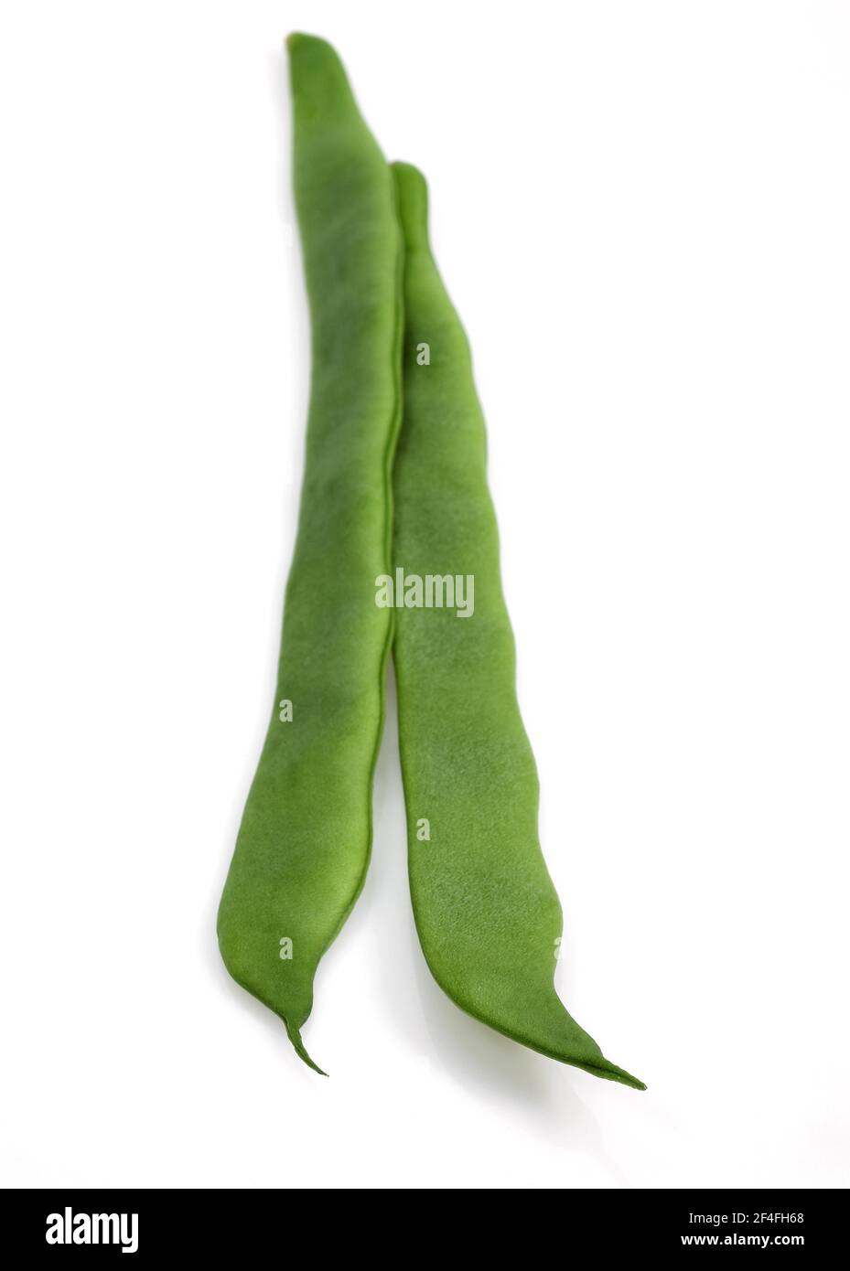 Garden Bean, Green Bean, Green Beans (phaseolus vulgaris), Butterfly