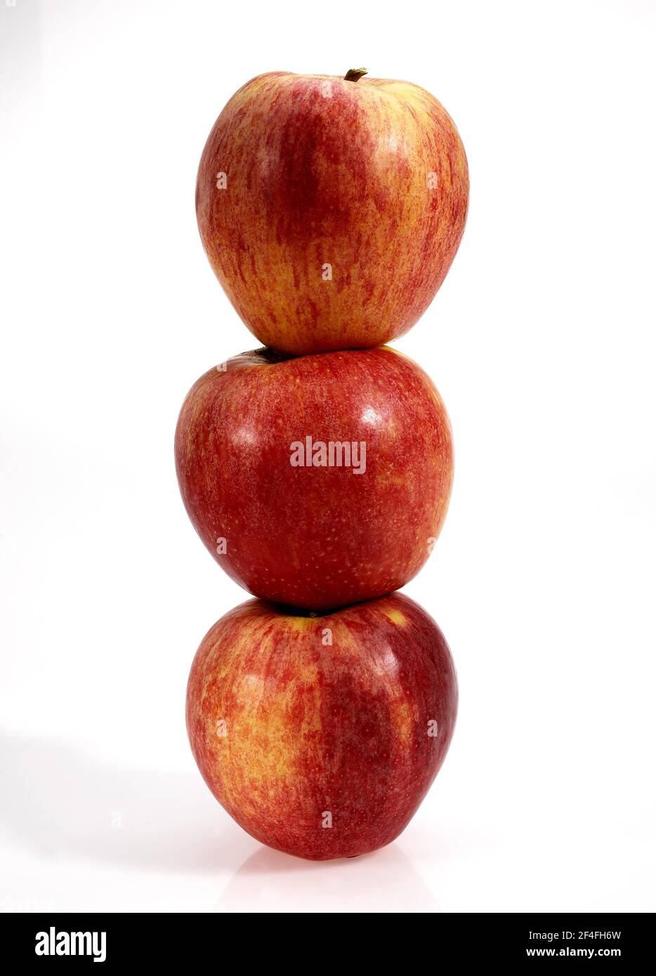 https://c8.alamy.com/comp/2F4FH6W/malus-domestica-cultivated-apple-malus-domestica-apple-apples-rose-family-royal-gala-apples-malus-domestica-exempt-cultivated-apple-apple-2F4FH6W.jpg
