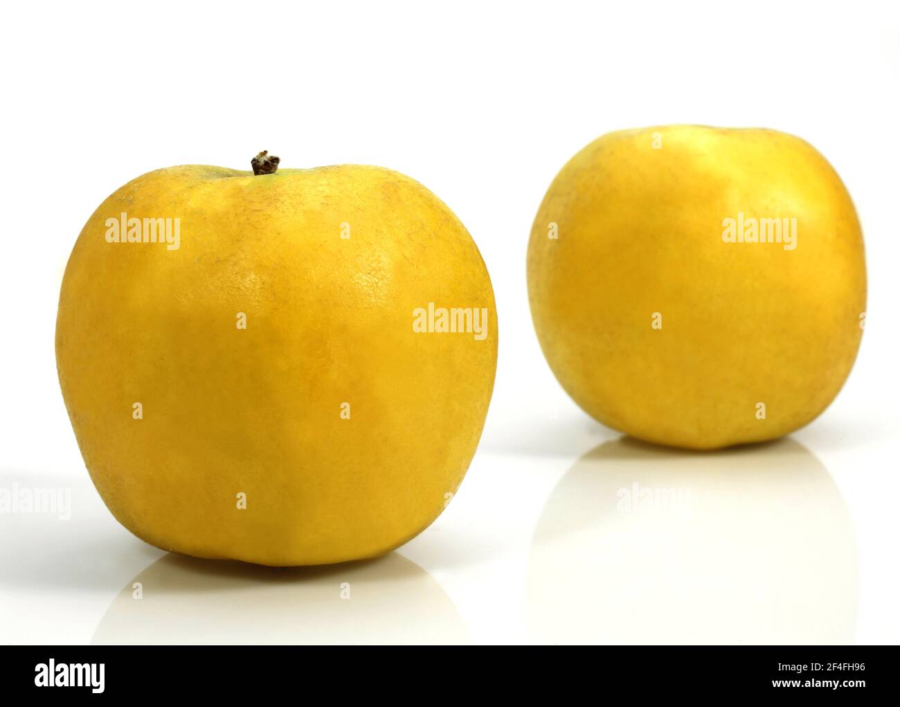 Malus domestica, cultivated apple, apple, rose family, GOLDEN APPLE