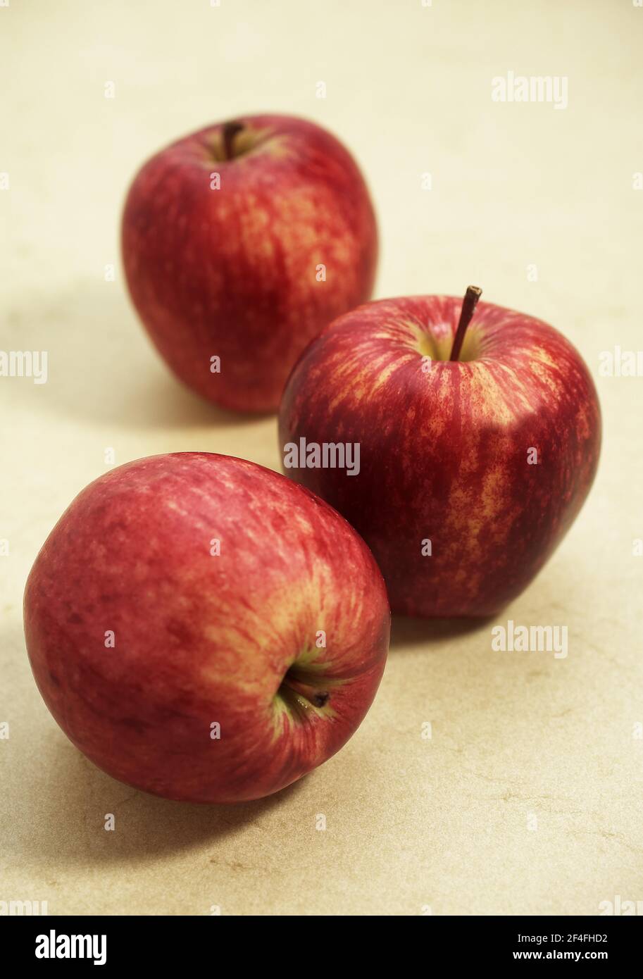 Malus domestica, cultivated apple, apple, apples, rose family, Royal