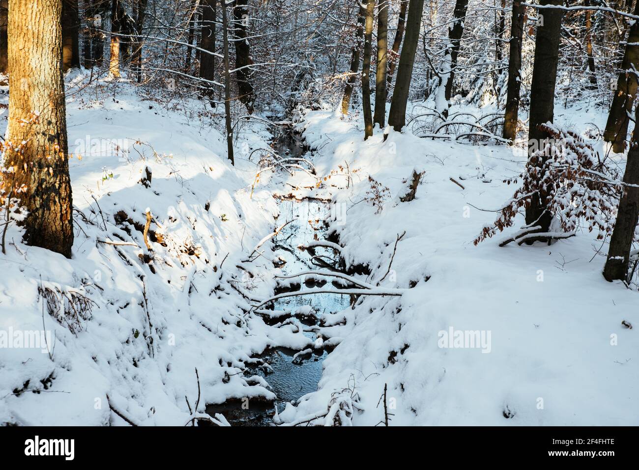 winter theme, forest in the snow Stock Photo - Alamy