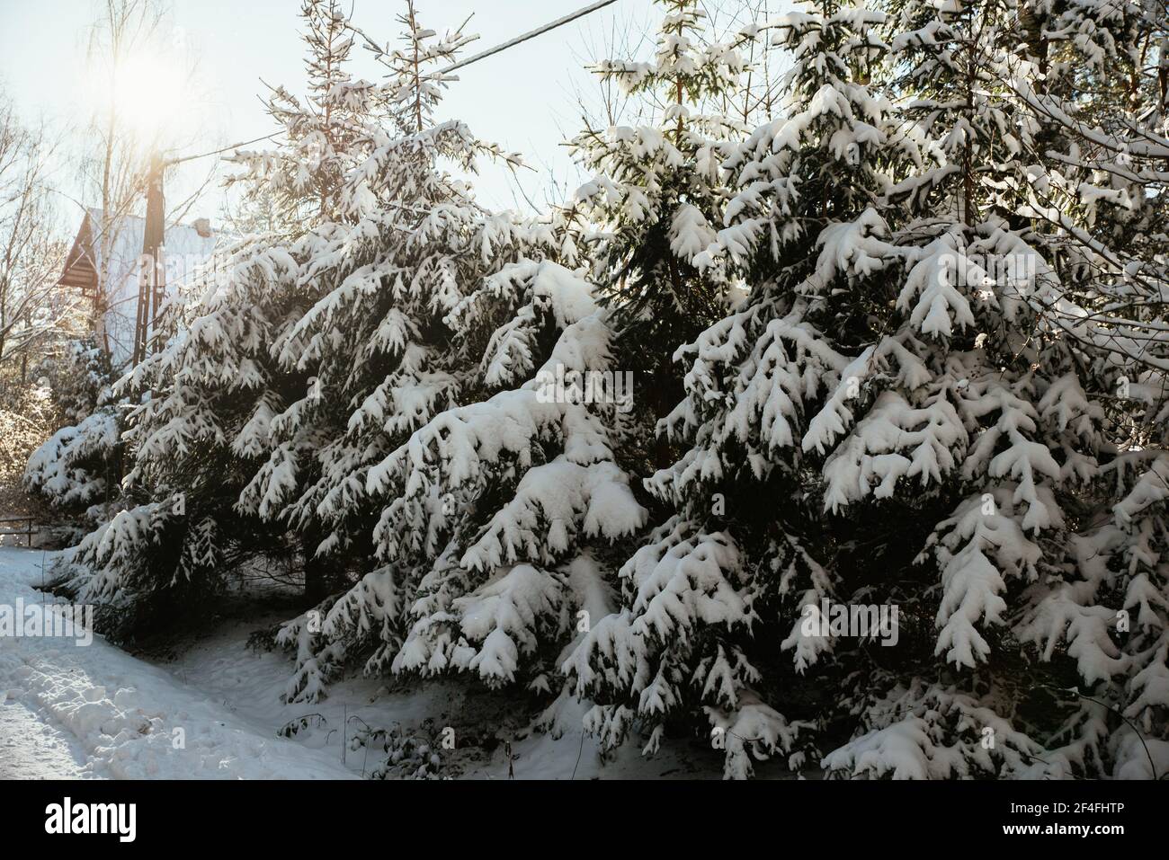 winter theme, forest in the snow Stock Photo - Alamy