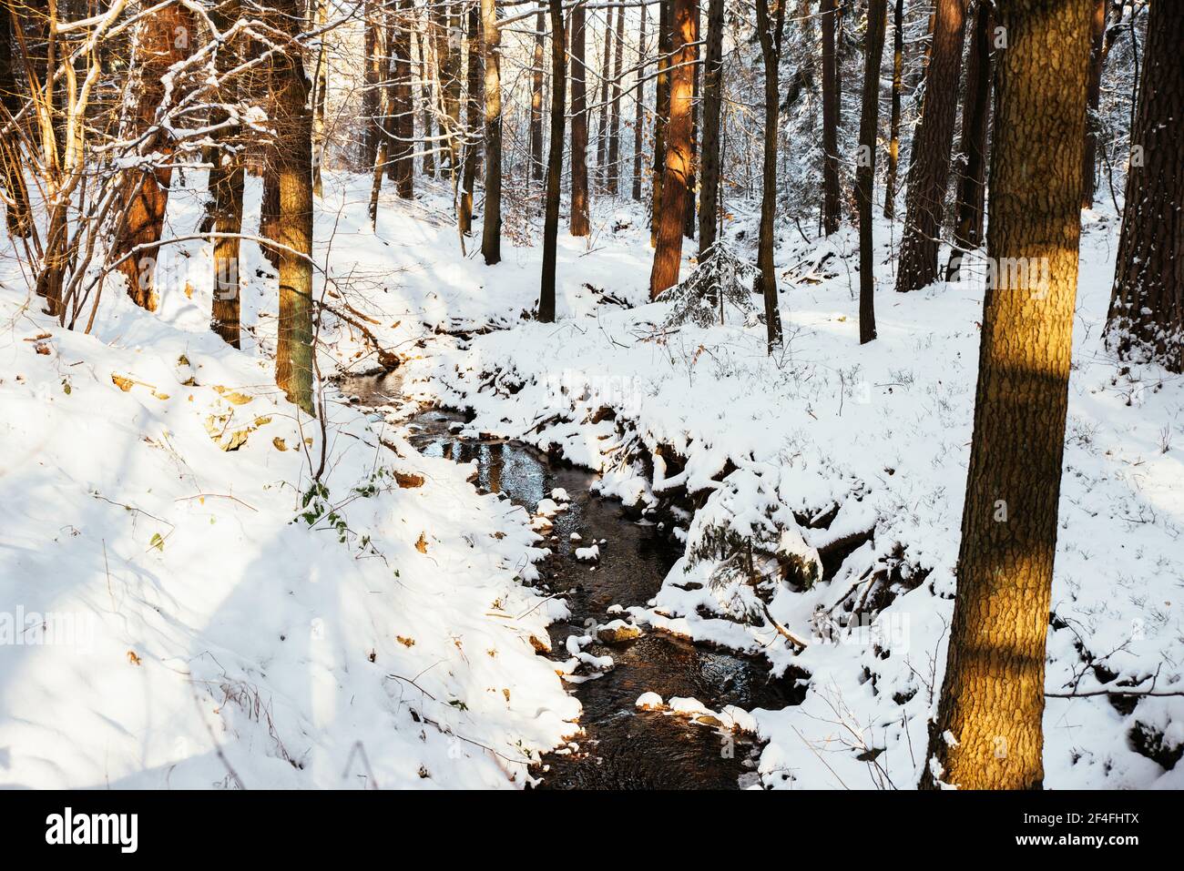 winter theme, forest in the snow Stock Photo - Alamy