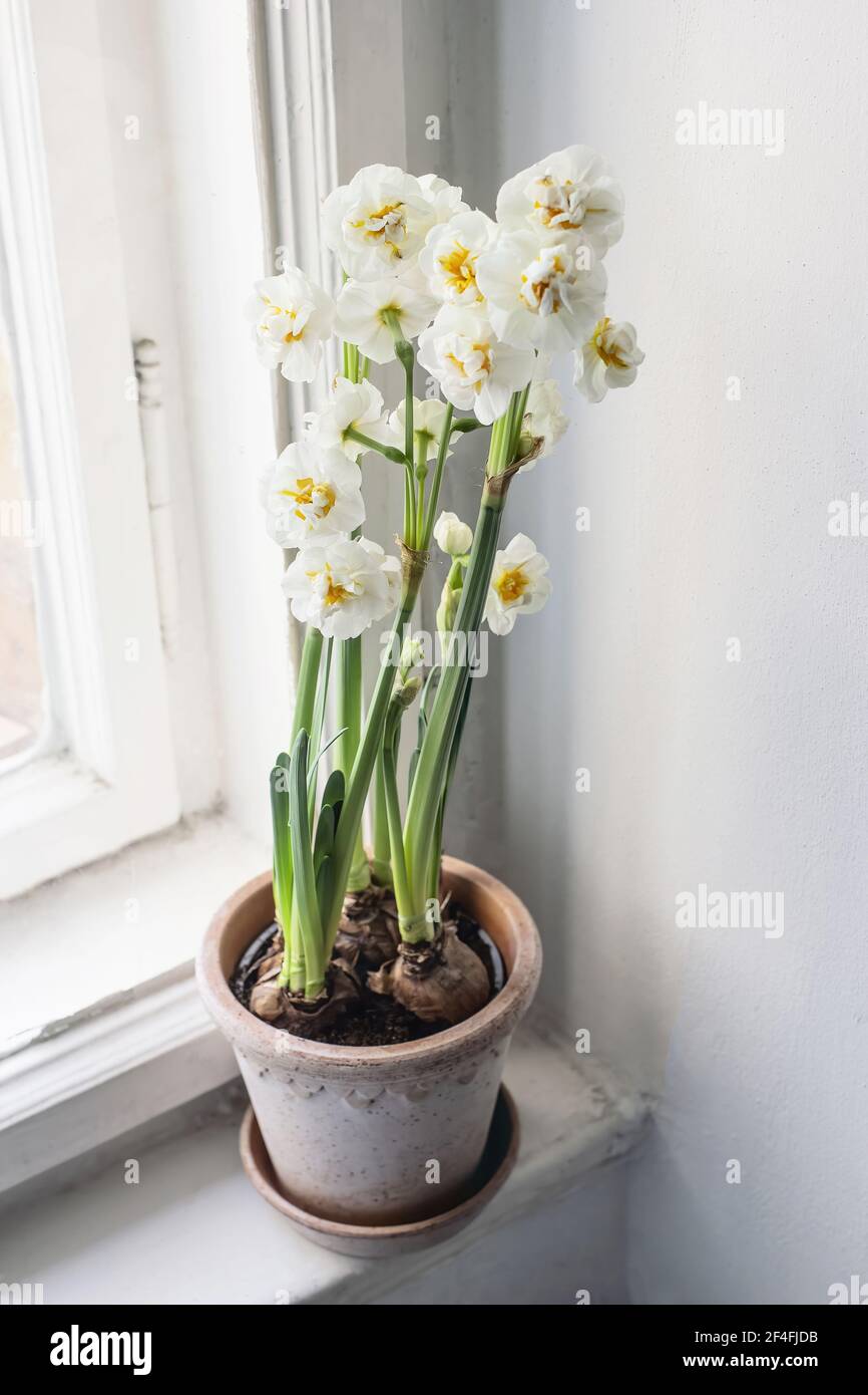 Spring indoor still life. White blooming daffodil in flower pot on old window sill. Easter floral home decoration. Feminine lifestyle Selective focus Stock Photo