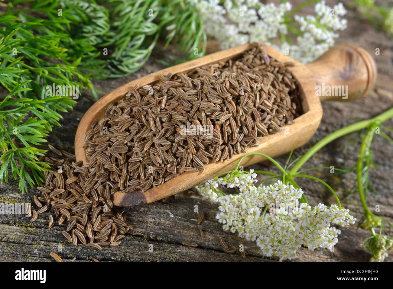 Caraway (Carum carvi), Meridian fennel, Persian cumin Stock Photo Alamy
