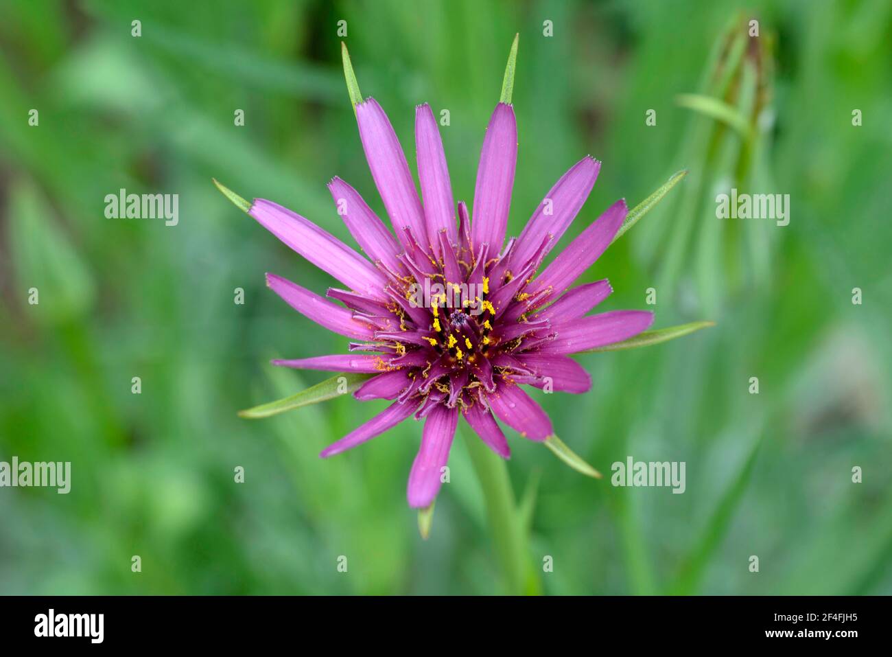 Secondary metabolite hi-res stock photography and images - Alamy