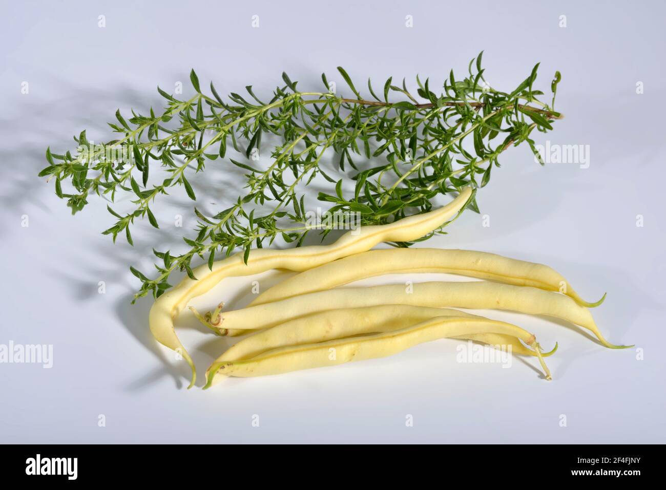 Bush beans, wax bean, mountain gold (Phaseolus vulgaris nanus) Stock Photo