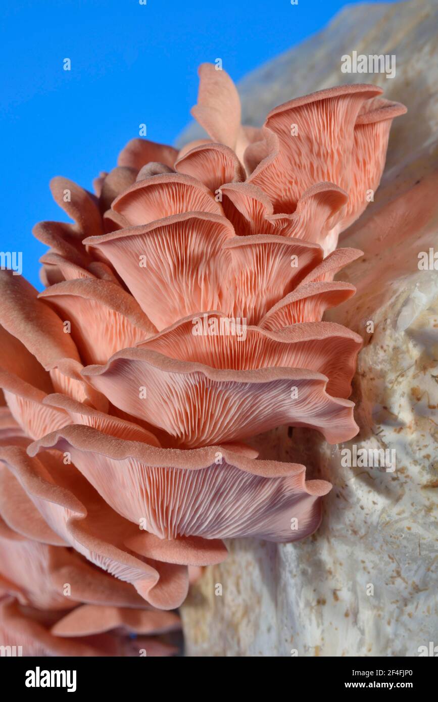 Pink oyster mushroom, common pink oyster mushroom (Pleurotus salmoneo stramineus) (Pleurotus djamor) Stock Photo