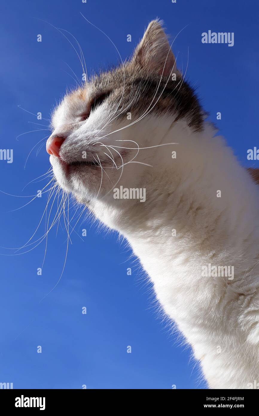 Cat, portrait against a blue sky Stock Photo