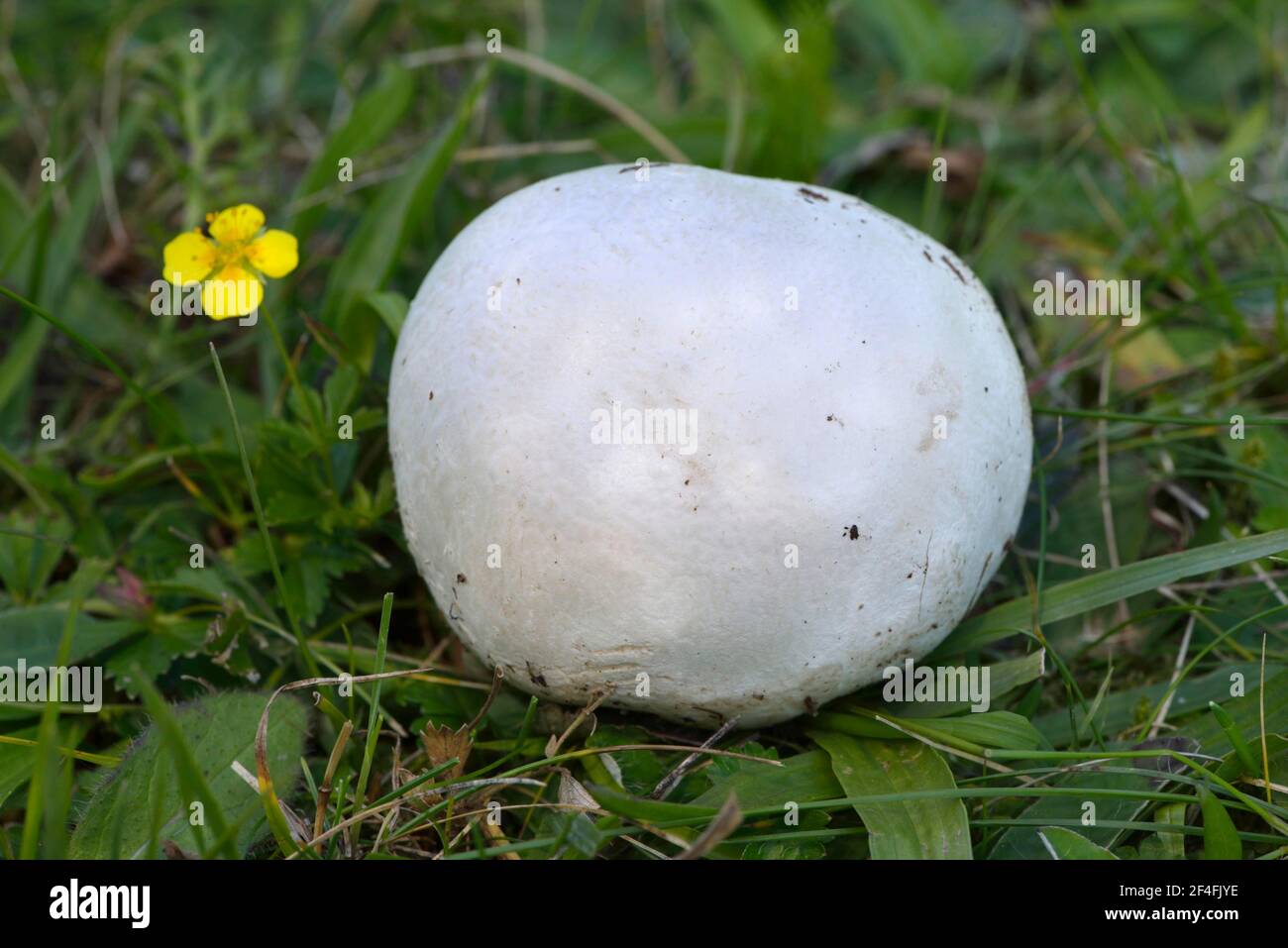 Paltry puffball (Bovista plumbea) Stock Photo