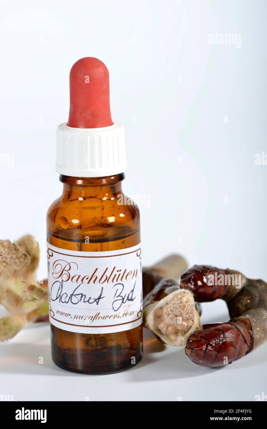 Bach Flower remedy chestnut bud Stock Photo Alamy