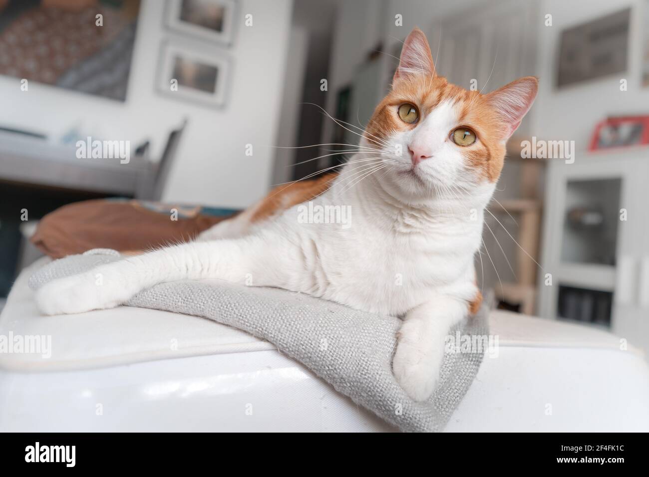brown and white cat with yellow eyes lying on a sofa. close up Stock ...