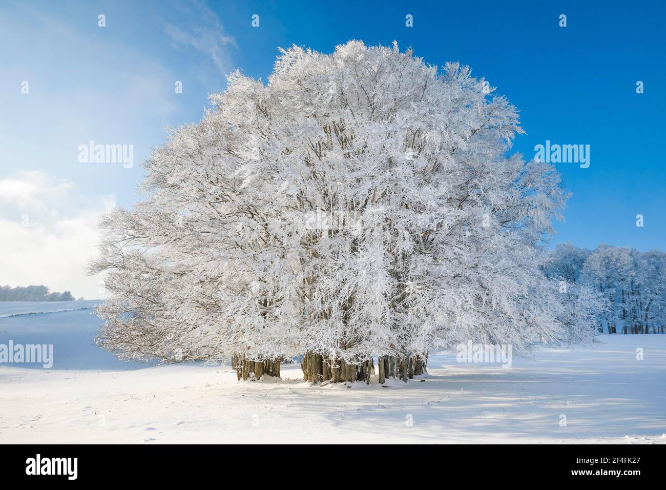 Huge beech tree covered with deep snow under blue sky, Neuchatel Jura, Switzerland Stock Photo