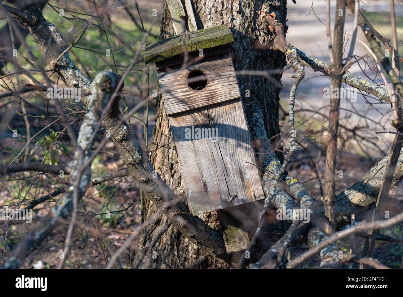 Fallen nest box stuck in branches at the bottom of a tree Stock Photo