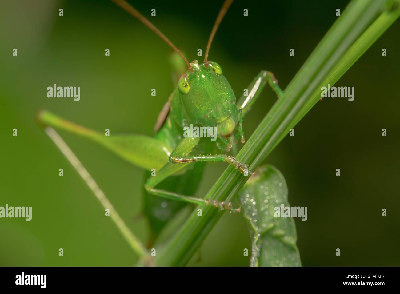 Green grass hopper with long legs curiously looking up Stock Photo Alamy