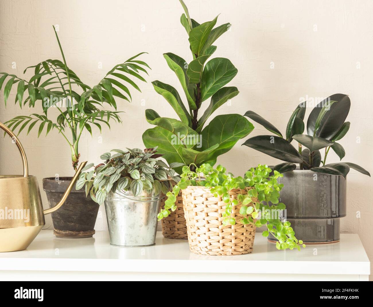 Various indoor plants in pots on a white chest of drawers against white ...