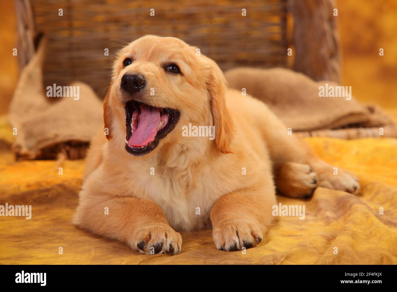 Hovawart, puppy, blond, 8 weeks Stock Photo
