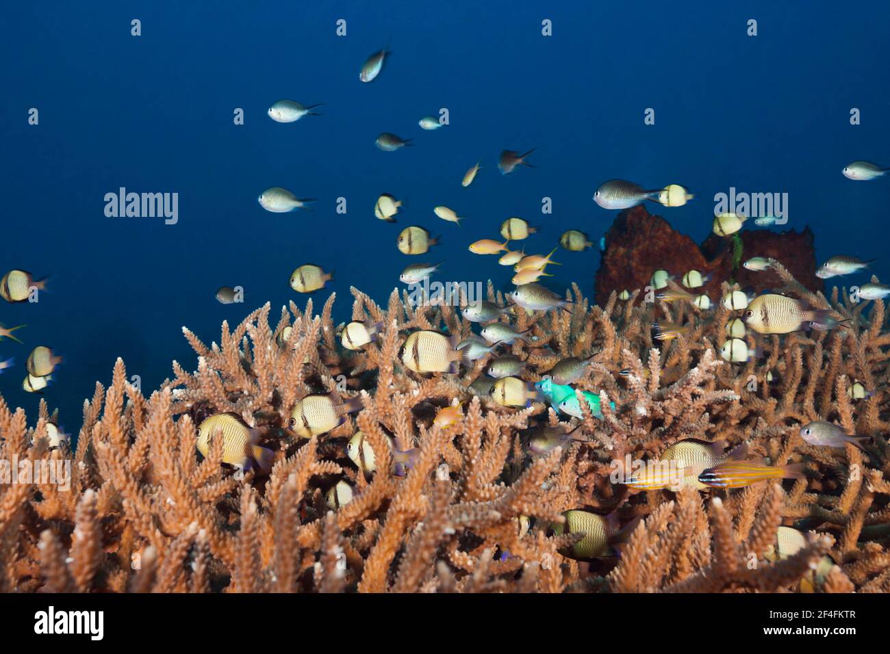 Damselfish over staghorn corals, Tanimbar Islands, Moluccas, Indonesia Stock Photo