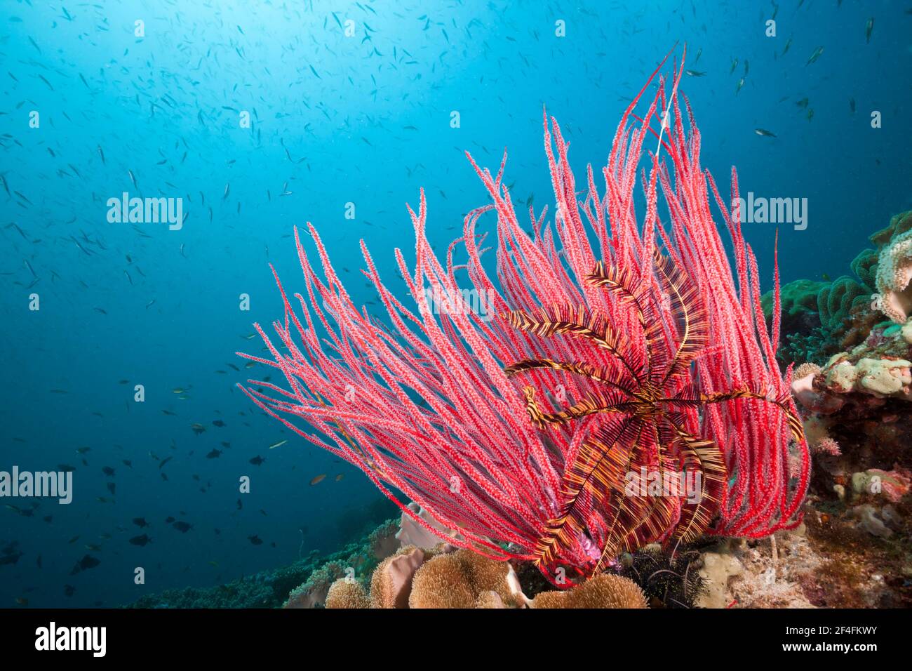 Red (Ellisella ceratophyta) whip coral, Triton Bay, West Papua, Indonesia Stock Photo