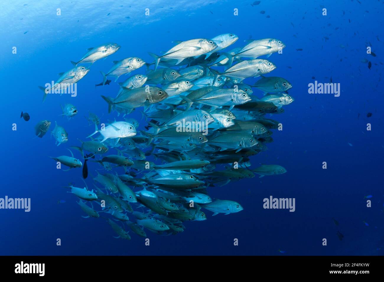 Shoal of bigeye spiny dogfish (Caranx sexfasciatus), Mary Island, Solomon Islands Stock Photo