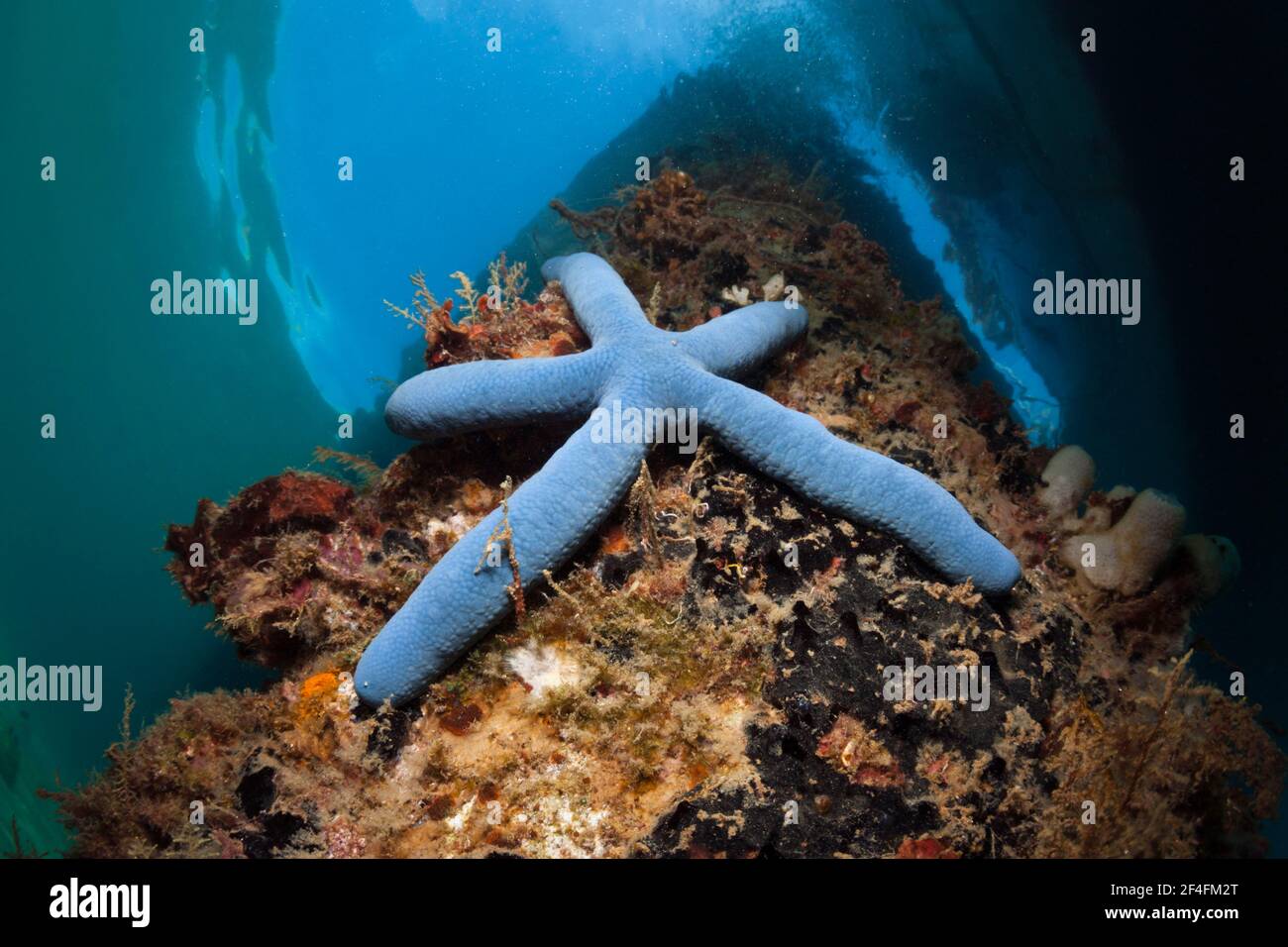 Blue (blue Linckia) starfish under jetty, pier, jetty, Ambon, Moluccas ...