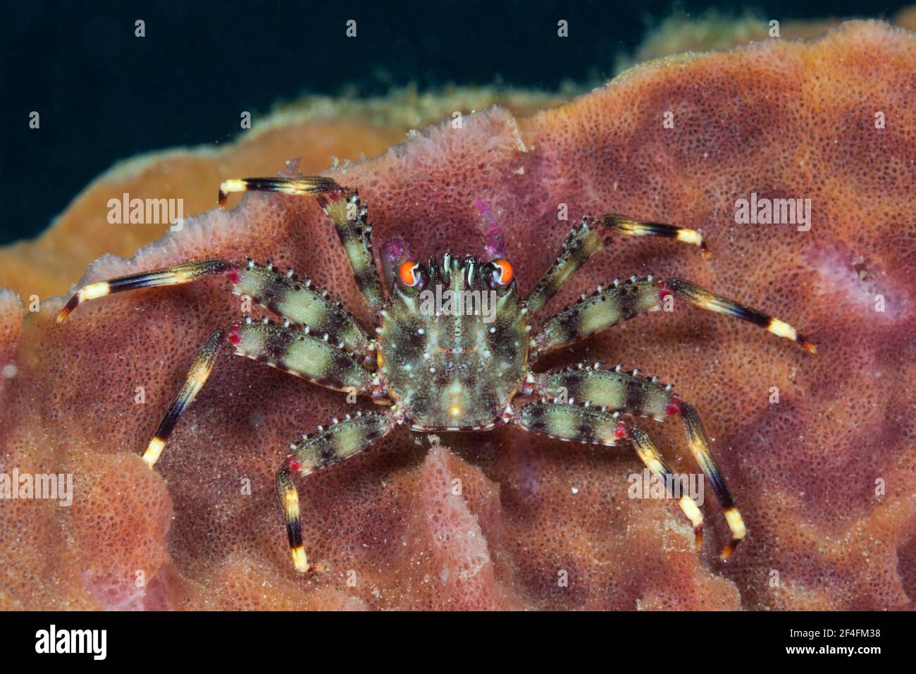 File:Hermit crab in hermit crab sponge pagurus impressus.jpg - Wikimedia  Commons