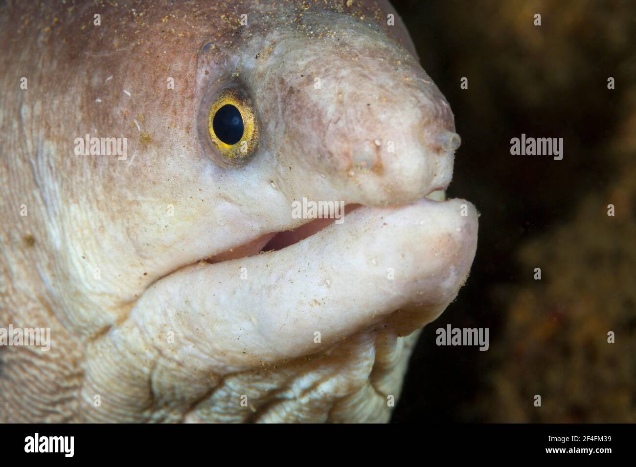 White moray eel, Gymnothorax sp., Ambon, Moluccas, Indonesia Stock Photo
