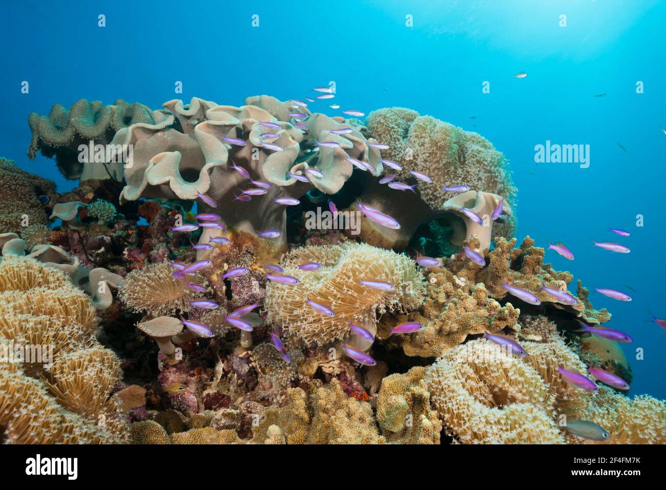 Whitleys flagfish (Luzonichthys whitleyi) among mushroom leather corals, Great Barrier Reef, Australia Stock Photo