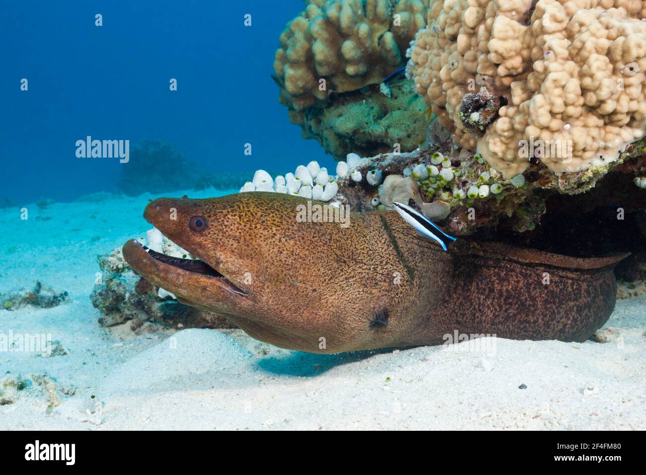 Giant Moray moray (Gymnothorax javanicus), Great Barrier Reef