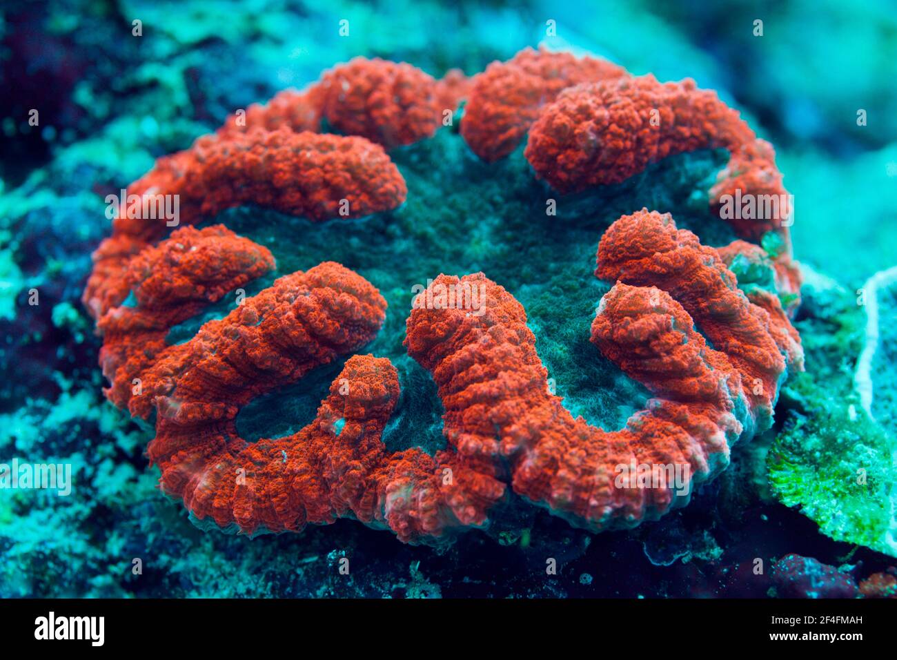 Fluorescent umbelliferous coral, Lobophyllia sp., Florida Islands, Solomon Islands Stock Photo