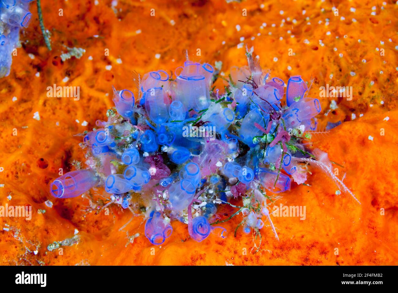 Blue sea squirts, Clavelina sp., Florida Islands, Solomon Islands Stock Photo