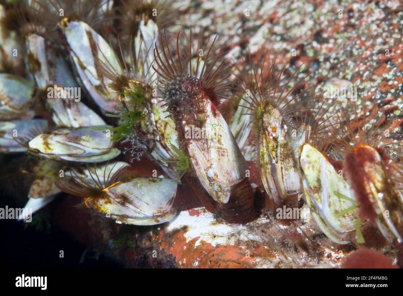 Barnacles (Lepas anatifera) on hull, Florida Islands, Solomon Islands Stock Photo