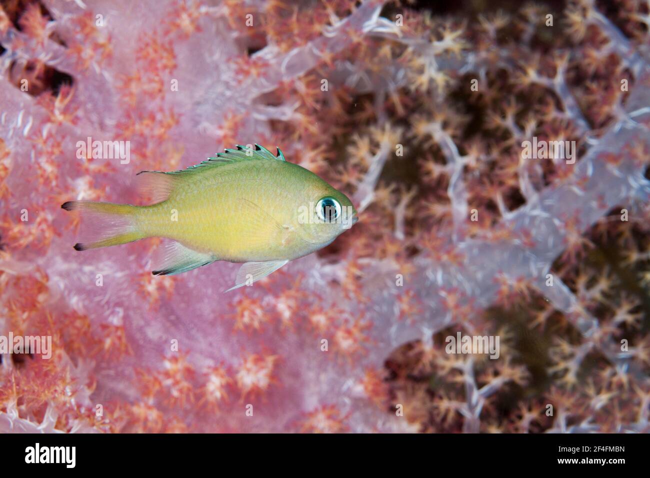 Scaly Cromis (Chromis) lepidolepis, Marovo Lagoon, Solomon Islands Stock Photo