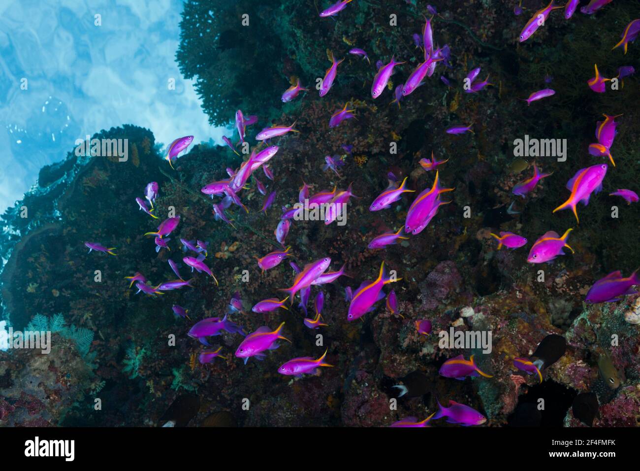 Tuka flagfish (Pseudanthias) cf tuka, Marovo Lagoon, Solomon Islands Stock Photo