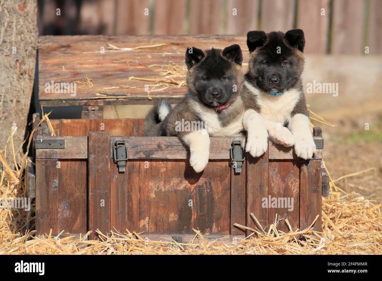 Akita corgi german shepherd sales