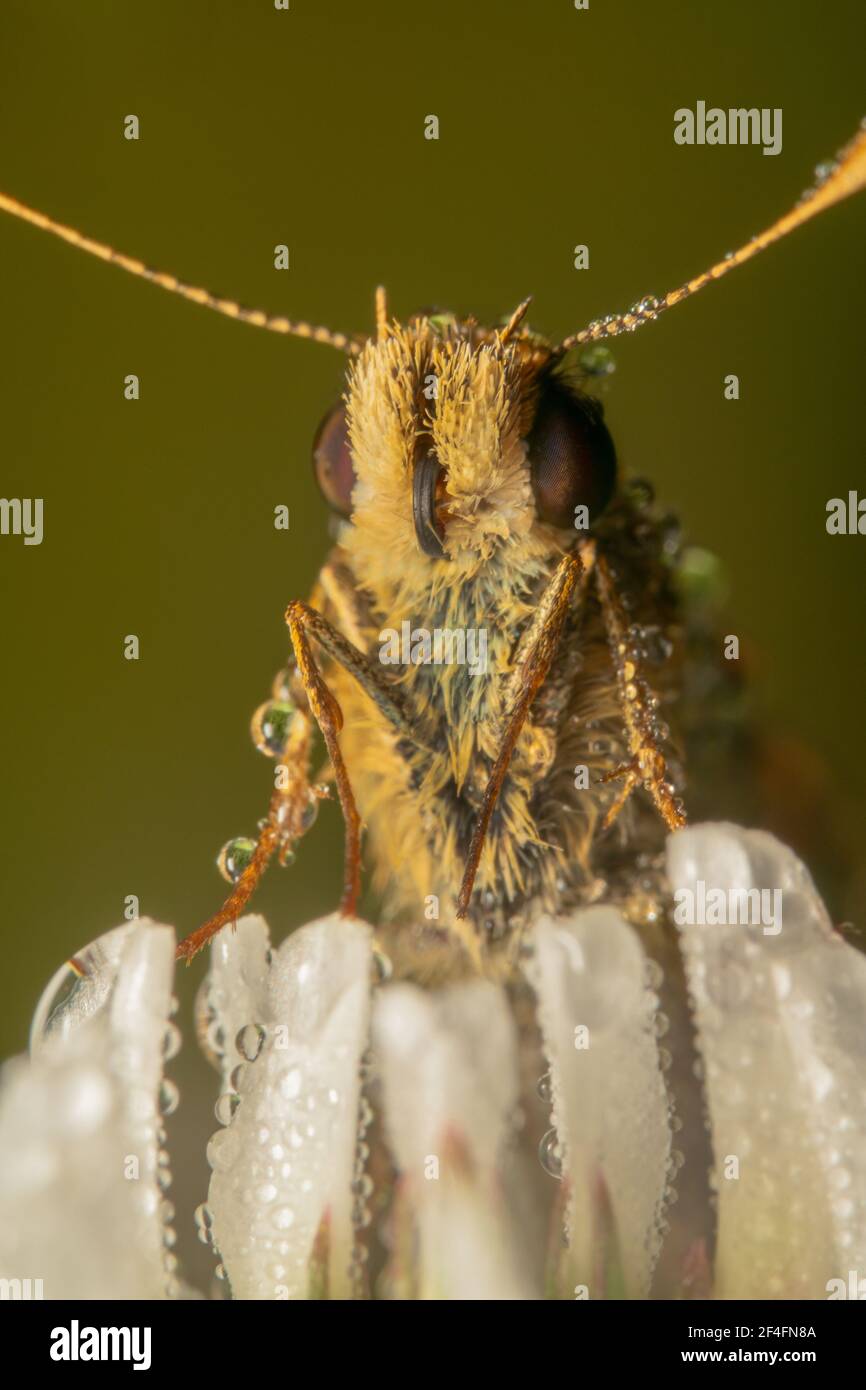 Grumpy looking skipper butterfly Stock Photo