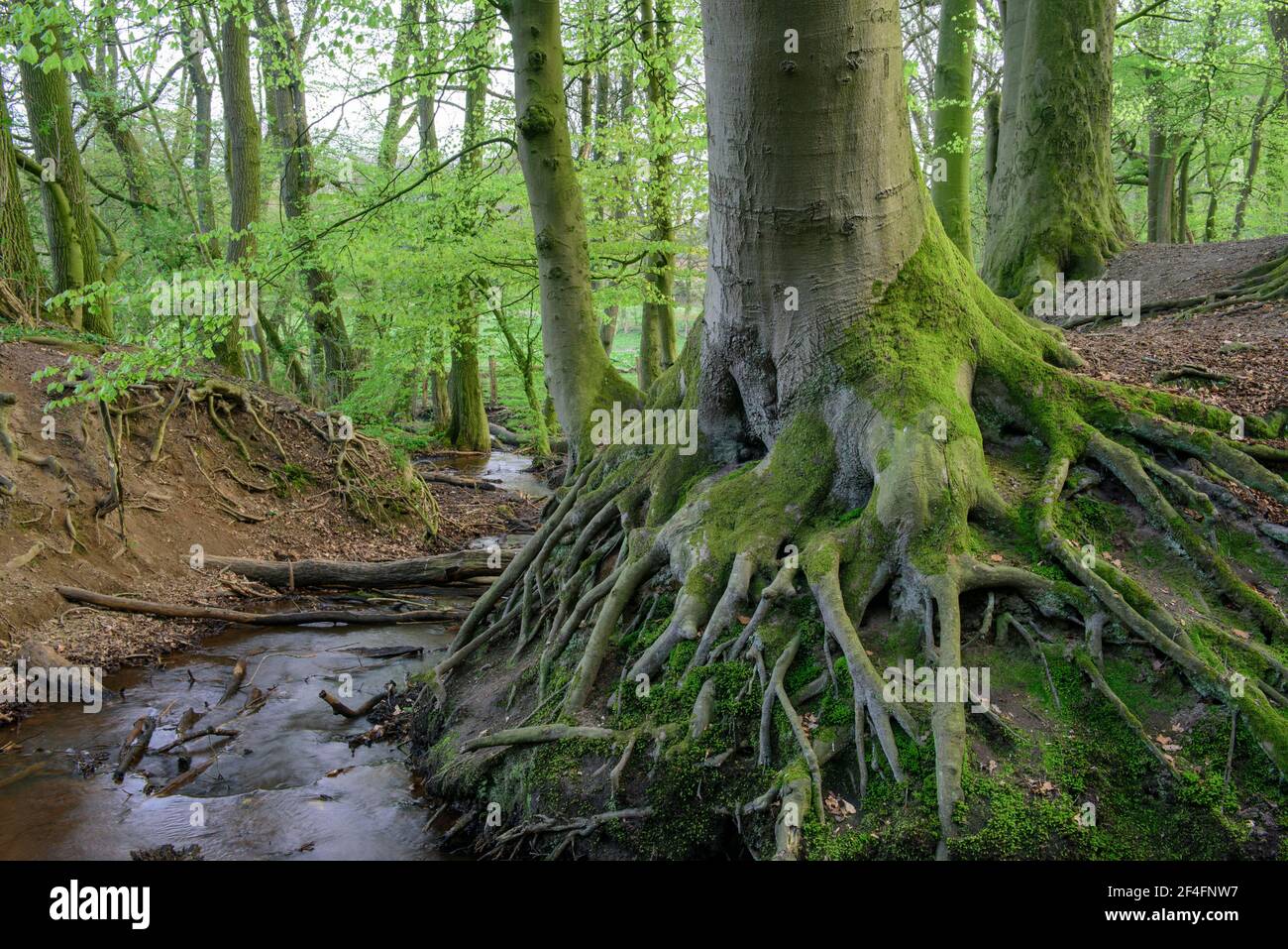 Brook, Bexadde valley, Dammer mountains, alder spring forest, alder