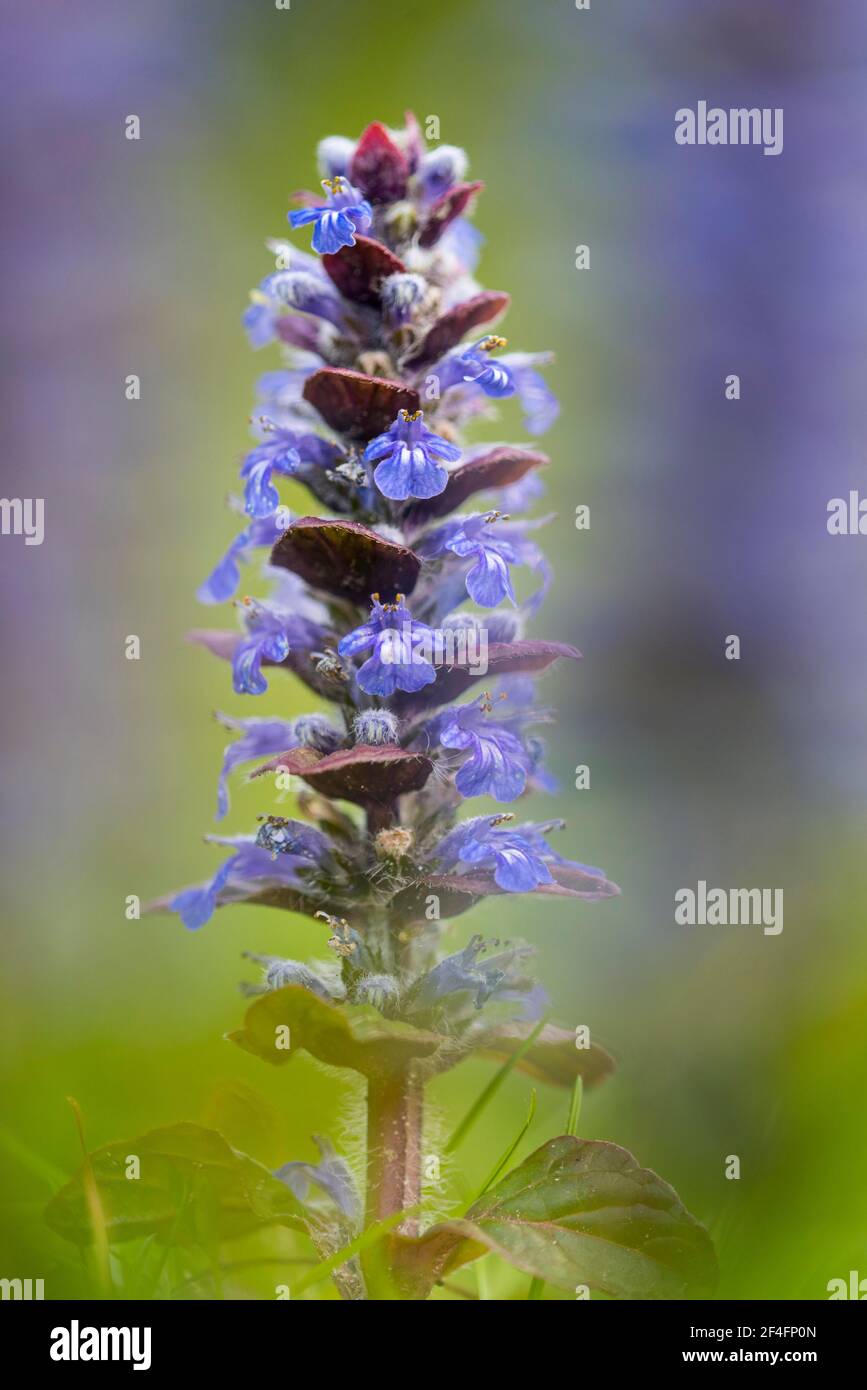 Carpet bugle (Ajuga) Lower Saxony, Germany Stock Photo