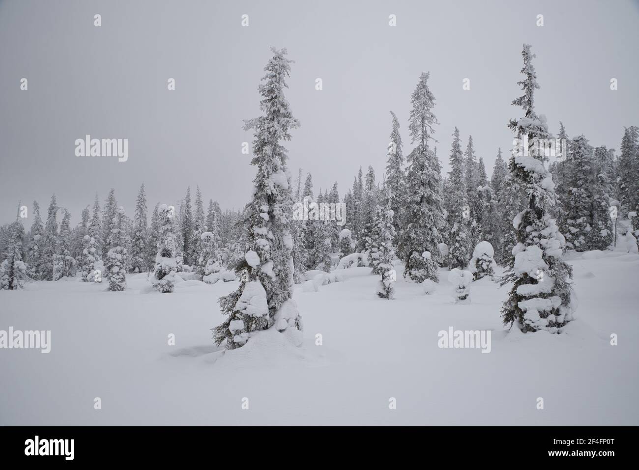 Wintery forest Pallas-Yllästunturi National Park, Muonio, Lapland, Finland Stock Photo