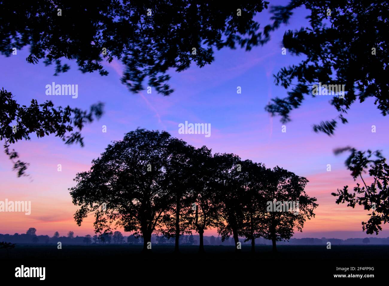 Group of trees at sunset, Boller Moor, Lower Saxony, Germany Stock Photo