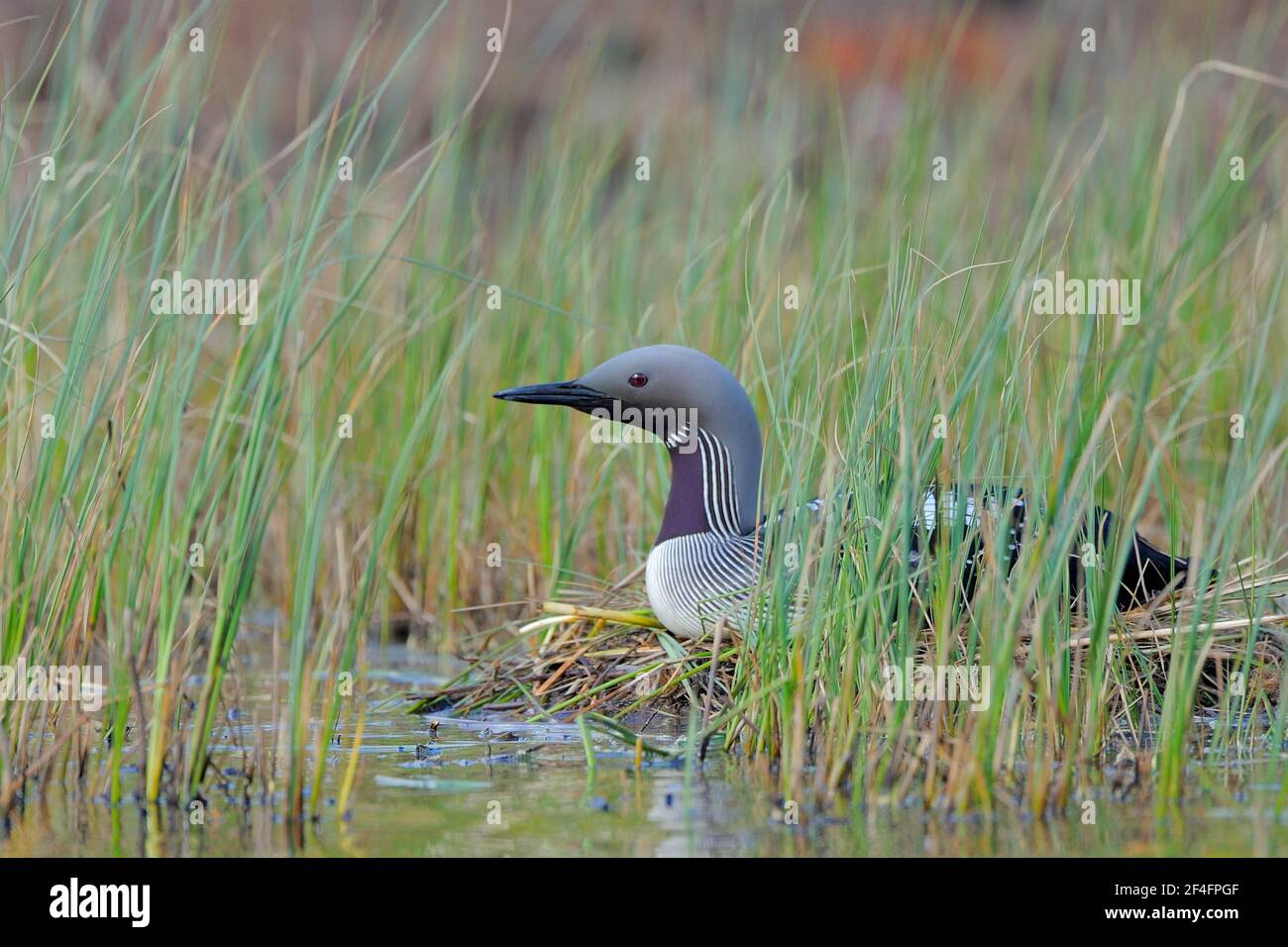 Black-throated loon (Gavia arctica) at the nest, Sweden Stock Photo