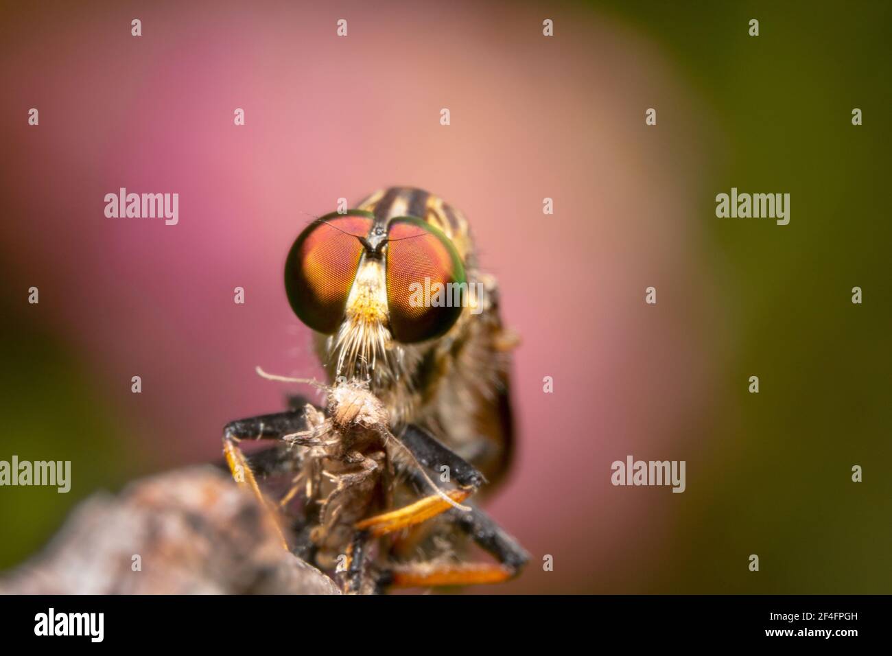 Glowing pink background behind a colourful robber fly with orange legs Stock Photo