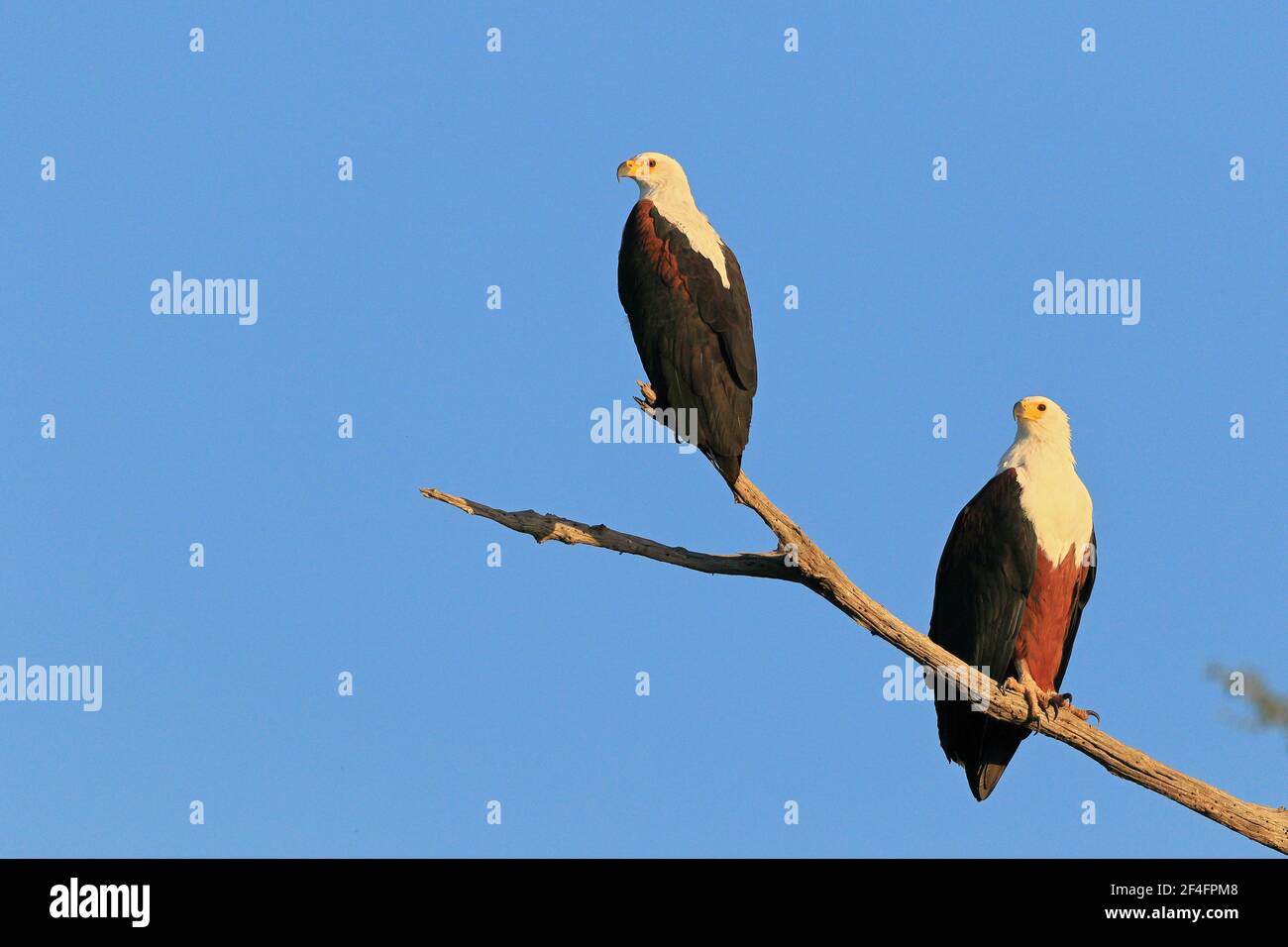 African fish eagle (Haliaeetus vocifer) pair, Kasana, Chobe River NP, Botswana Stock Photo