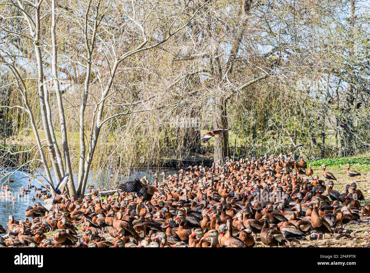 A large gathering of black-bellied whistling ducks on the banks of a lagoon in Audubon Park Stock Photo