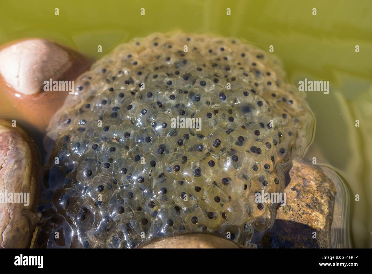 Common frog spawn at the edge of garden pond, Hereford UK. March 2021 Stock Photo