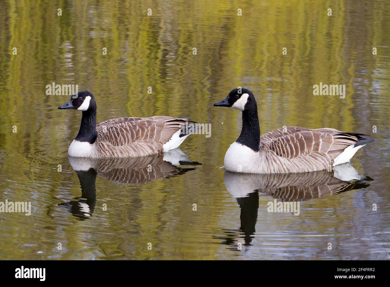 Canada geese arrive clearance uk