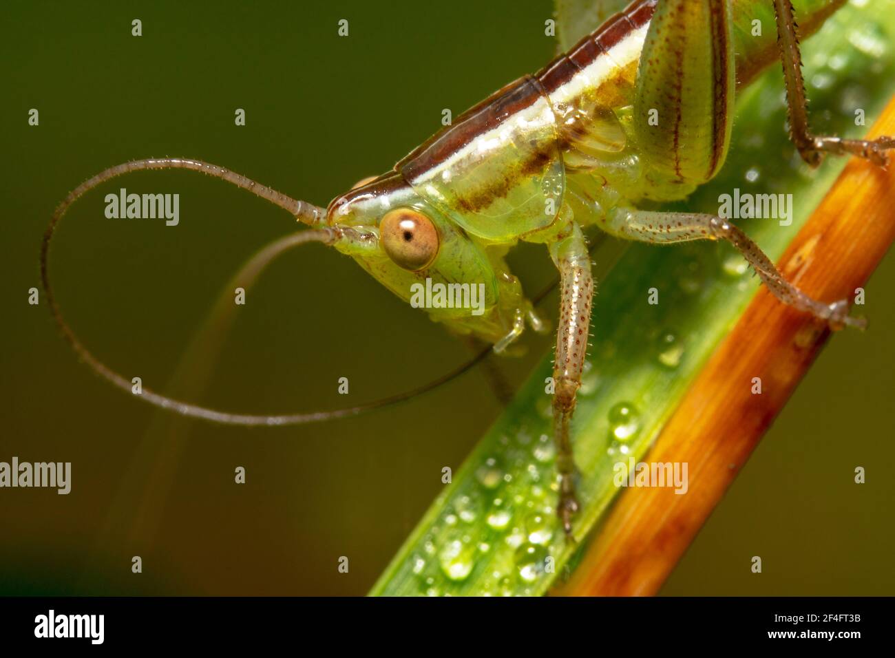 Green with a long curved antennas Stock Photo Alamy