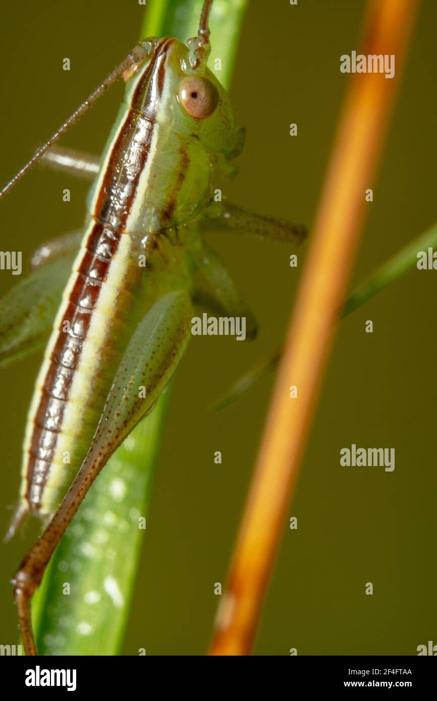 Green grasshopper with dark line and spiky antennas Stock Photo